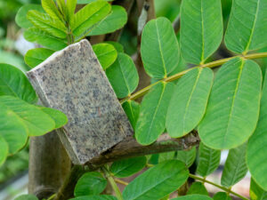 Savon Cassia alata argan