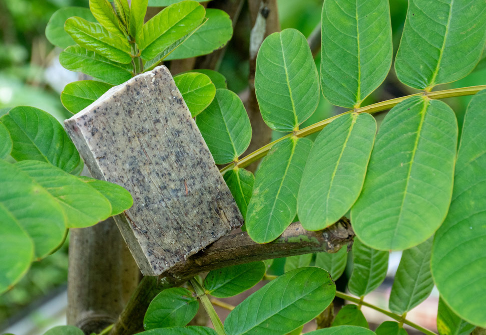 Savon Cassia alata argan